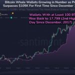 Bitcoin Whales On The Rise As Market Sees Price Boom – What It Means